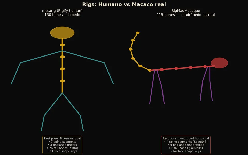 Diagrama de dos rigs lado a lado: un esqueleto humano de 130 huesos, de pie, y un esqueleto de macaco de 115 huesos, en cuatro patas.